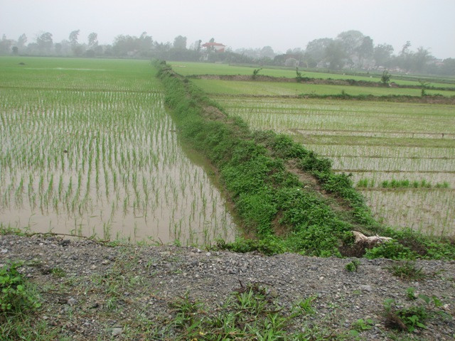 Hai đồng ruộng của gia đình ông Ngọc và hàng xóm. Tuy nhiên gia đình kia được nhận số tiền đền bù 20.900.000 đồng/ sào còn gia đình ông Ngọc chỉ nhận được số tiền hỗ trợ là 2.294.611 đồng