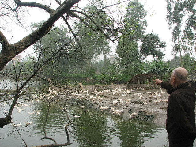 Trang trại ao cá, nuôi vịt và cánh đồng cấy giống lúa mới - Thành quả sau 30 năm lao động của gia đình ông Lê Hồng Ngọc (xóm 2, xã Tiên Tân, huyện Duy Tiên, Hà Nam). Trước đó, năm 1982, khu đất 10,83 ha do đơn vị quân đội đóng trên địa bàn xã xin mượn đất để tăng gia sản xuất nhưng vì chi phí cải tạo quá lớn nên không sử dụng được, nên đã trả lại cho UBND xã Tiên Tân. Được địa phương vận động cải tạo, ông Lê Hồng Ngọc đã đứng ra nhận đất khai hoang phục hóa để vừa sản xuất vừa cải tạo san lấp