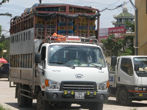 Chiếc xe chở hàng nghìn con gà không rõ nguồn gốc Chiếc xe chở hàng nghìn con gà không rõ nguồn gốc