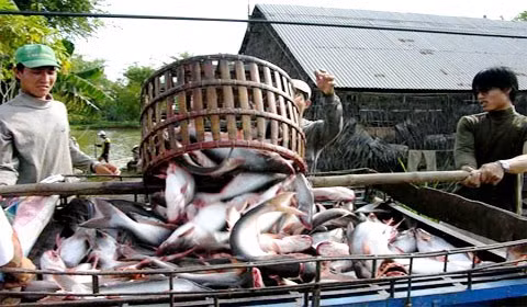 Cá tra quá lứa sẽ rất khó bán, lại tốn tiền thức ăn hàng ngày (ảnh minh họa - Agroviet)