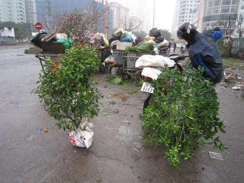 Những người nông dân trồng quất cảnh tái sinh, sau Tết thường đi chở về trồng lại, thu nhập từ việc này lên đến hàng chục triệu đồng