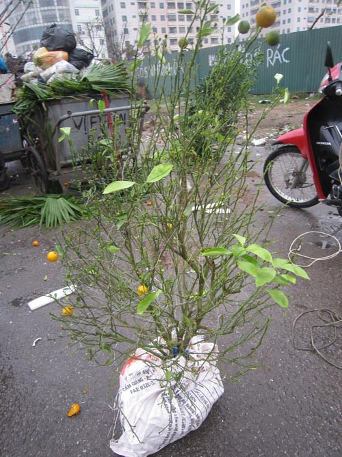 Việc đi nhặt những gốc cây từ các bãi rác, với người trồng quất cảnh có nhiều thuận lợi như đỡ tốn tiền mua giống mà lại có được giống tốt, lâu năm.