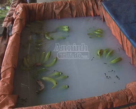 Số chuối được ngâm hóa chất