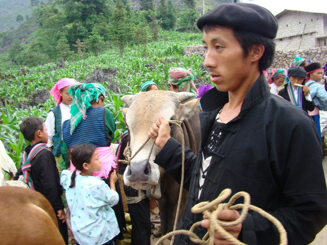 Trâu bò giá rẻ bằng một nửa ở miền xuôi Trâu bò giá rẻ bằng một nửa ở miền xuôi