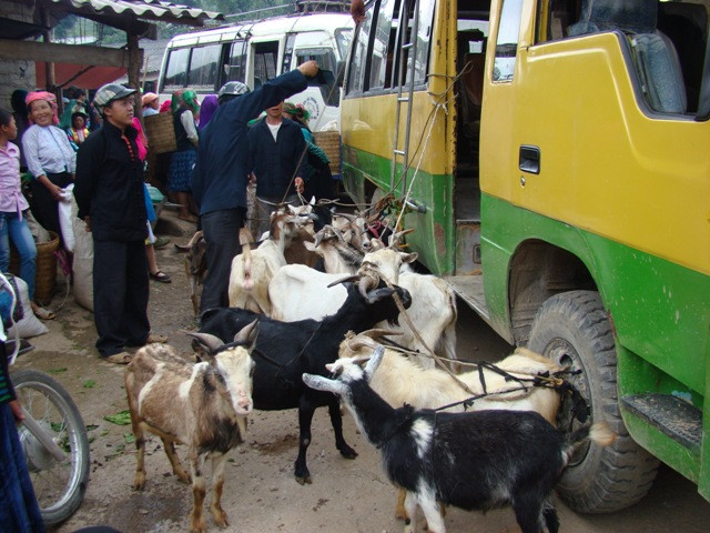 Dê núi được lái thương mua với giá rẻ Dê núi được lái thương mua với giá rẻ