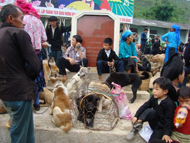 Một góc chợ bày bán đủ chó, trong đó có cả Khuyển Một góc chợ bày bán đủ chó, trong đó có cả Khuyển