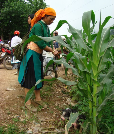 Một người phụ nữ Mông khá vất vả khi mang hai chú lợn giống đến chợ bán Một người phụ nữ Mông khá vất vả khi mang hai chú lợn giống đến chợ bán