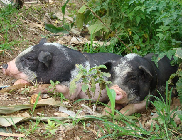 Ngoan ngoãn chờ chủ mới... Ngoan ngoãn chờ chủ mới...