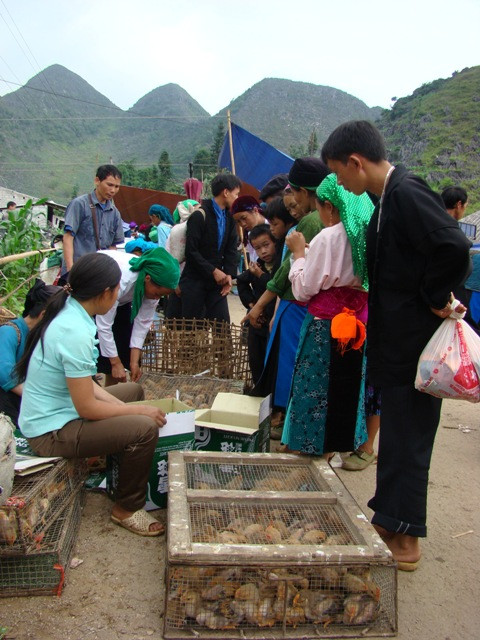 Góc cổng chợ nơi bày bán gà, vịt giống thu hút khá đông người mua Góc cổng chợ nơi bày bán gà, vịt giống thu hút khá đông người mua