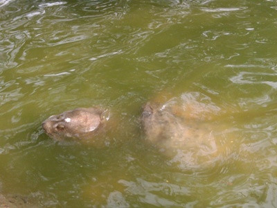 Cụ Rùa nổi gần cả tiếng đồng hồ