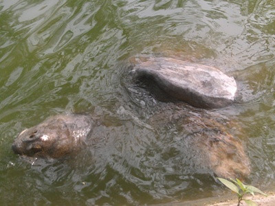 Theo những người chứng kiến tại đây thì những vết thương của cụ Rùa Hồ Gươm đã lành hẳn