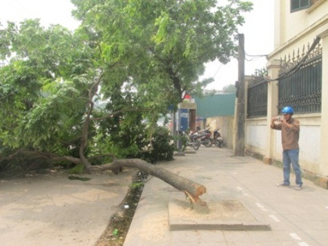 Cây sưa đã bị đốn hạ Cây sưa đã bị đốn hạ