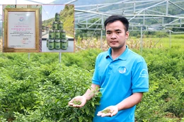 Trồng ớt gió giữa cao nguyên đá, hợp tác xã giúp người dân có thêm thu nhập ổn định