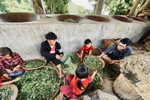 Bỏ phố lên rừng, "Kiên nông dân" đồng hành cùng dân bản gìn giữ văn hóa trà Shan Tuyết ở Tà Xùa
