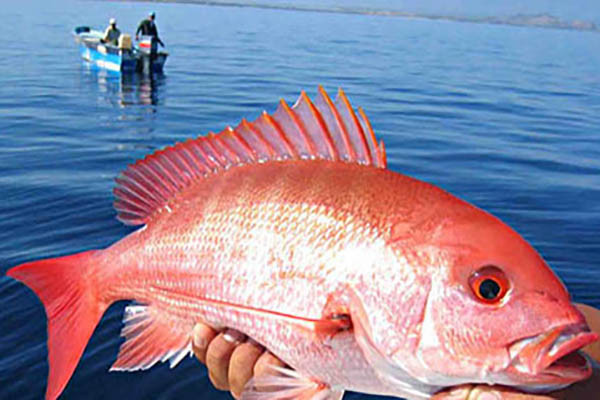 Ngộ độc ciguatera từ cá là một loại ngộ độc do ăn phải cá biển đã tích tụ độc tố ciguatoxins trong chế độ ăn của chúng. Ảnh minh họa: TD. Ngộ độc ciguatera từ cá là một loại ngộ độc do ăn phải cá biển đã tích tụ độc tố ciguatoxins trong chế độ ăn của chúng. Ảnh minh họa: TD.