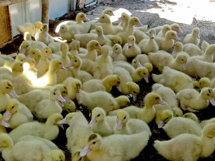 Đàn gia cầm do các em học sinh Trường phổ thông dân tộc bán trú Trung học cơ sở Hướng Phùng, Hướng Hóa, tỉnh Quảng Trị, chăn nuôi. Ảnh: Thầy Công cung cấp.