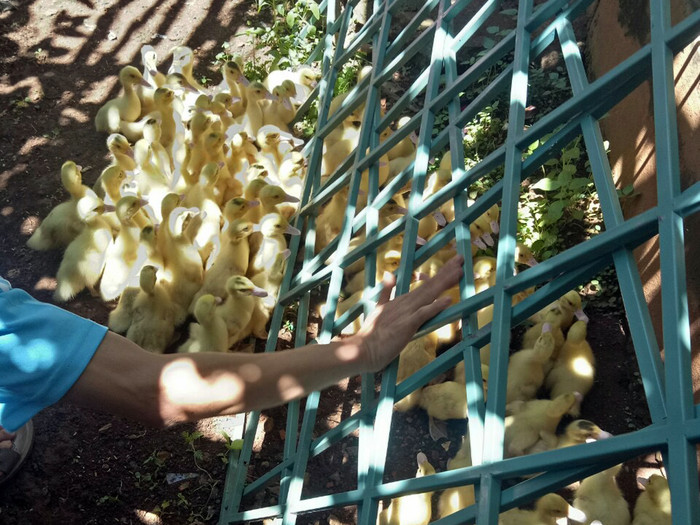 Giao thông đi lại khó khăn thì nguồn gia cầm tự chăn nuôi được đã góp phần đáng kể vào nâng cao chất lượng dinh dưỡng cho các em học sinh Trường phổ thông dân tộc bán trú Trung học cơ sở Hướng Phùng, Hướng Hóa, tỉnh Quảng Trị. Ảnh: Thầy Công cung cấp. Giao thông đi lại khó khăn thì nguồn gia cầm tự chăn nuôi được đã góp phần đáng kể vào nâng cao chất lượng dinh dưỡng cho các em học sinh Trường phổ thông dân tộc bán trú Trung học cơ sở Hướng Phùng, Hướng Hóa, tỉnh Quảng Trị. Ảnh: Thầy Công cung cấp.