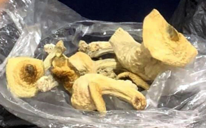 Qua giám định số cây nấm khô thu được là ma túy loại Psilocine có khối lượng 26,458 gam.Ảnh: CA. Qua giám định số cây nấm khô thu được là ma túy loại Psilocine có khối lượng 26,458 gam.Ảnh: CA.