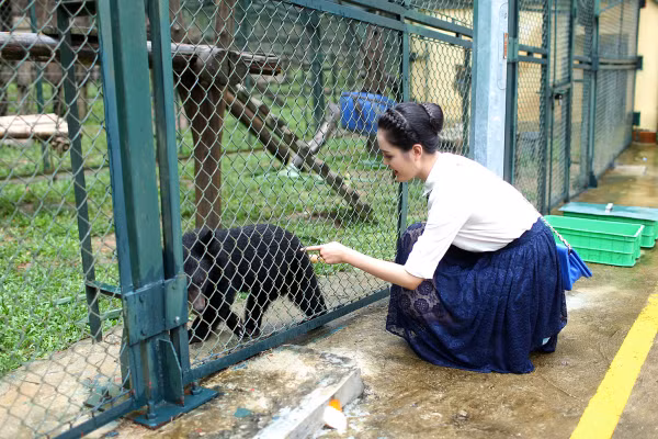 Có mặt tại Trung tâm, Á hậu Hoàng Anh được các cán bộ tại trung tâm giới thiệu về các loài gấu đồng thời giới thiệu về các hoạt động cứu hộ.