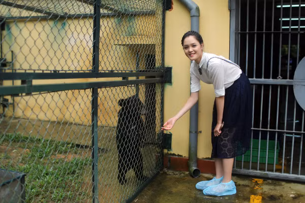 Á hậu hoàng Anh đã được tiếp xúc trực tiếp với những chú gấu đang được chăm sóc, nuôi dưỡng.