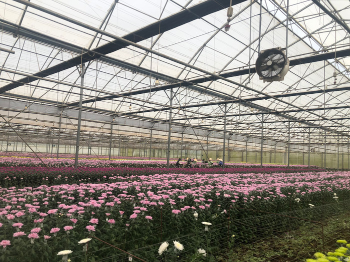 Khoa Kinh tế nông nghiệp, Trường Kinh tế, Trường Đại học Cần Thơ tổ chức học phần Kiến tập cho sinh viên tại Dalat Hasfarm. Ảnh: NTCC. SV Kien tap tai Dalat Hasfarm 1.jpg