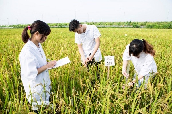 Sinh viên thực hành nghiên cứu chọn giống lúa. Ảnh minh họa: nguồn VNUA. Sinh viên thực hành nghiên cứu chọn giống lúa. Ảnh minh họa: nguồn VNUA.