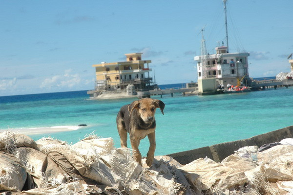 Đảo ngầm Đá Tây dài khoảng 7 hải lý, ở giữa là một cái hồ độ sâu không đều, nơi neo đậu thuận lợi cho thuyền cá khi biển động. Ảnh: Một chú khuyển trên đảo Đá Tây. Ảnh. Bùi Ngọc Hải. Đảo ngầm Đá Tây dài khoảng 7 hải lý, ở giữa là một cái hồ độ sâu không đều, nơi neo đậu thuận lợi cho thuyền cá khi biển động. Ảnh: Một chú khuyển trên đảo Đá Tây. Ảnh. Bùi Ngọc Hải.