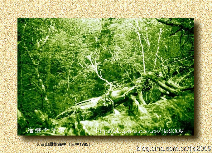 Rừng nguyên sinh Trường Bạch Sơn, tỉnh Cát Lâm 1985.