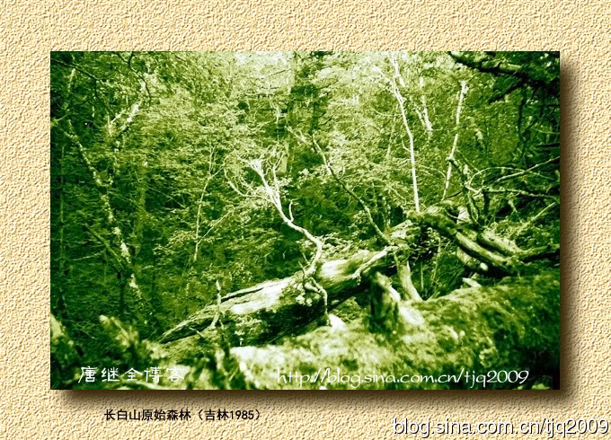 Rừng nguyên sinh Trường Bạch Sơn, tỉnh Cát Lâm 1985. Rừng nguyên sinh Trường Bạch Sơn, tỉnh Cát Lâm 1985.