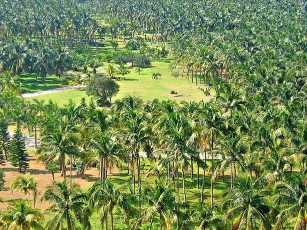 Rừng dừa Văn Xương ở Hải Nam. > Phút sửng sốt của 'bà phù thủy' tạo ra Ngộ Không, Bát Giới, Đường Tăng