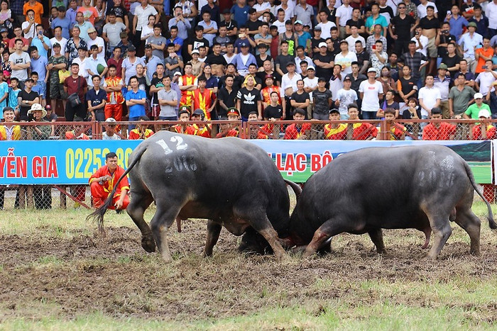 Trâu số 14 của chủ trâu Lưu Tuấn Đạt (phường Ngọc Hải) và trâu số 12 của chủ trâu Đỗ Tác Thoát (phường Bàng La) tranh tài tại trận chung kết. (Ảnh: Hoàng Phước) Trâu số 14 của chủ trâu Lưu Tuấn Đạt (phường Ngọc Hải) và trâu số 12 của chủ trâu Đỗ Tác Thoát (phường Bàng La) tranh tài tại trận chung kết. (Ảnh: Hoàng Phước)