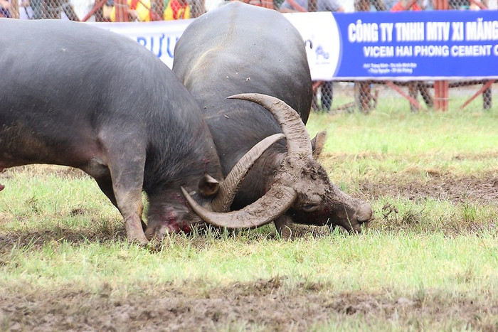 Các kháp đấu diễn ra hấp dẫn với nhiều miếng cáng đẹp mắt. (Ảnh: Hoàng Phước) Các kháp đấu diễn ra hấp dẫn với nhiều miếng cáng đẹp mắt. (Ảnh: Hoàng Phước)