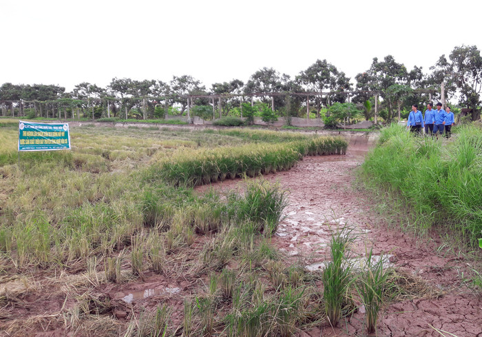 Mô hình cấy lúa, nuôi cáy, nuôi rươi của gia đình anh Lượng cho thu nhập hàng tỉ đồng/năm. (Ảnh: Lã Tiến)