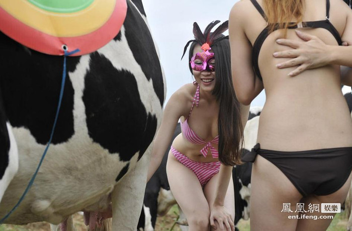 Những "người mẫu bò" làm gương mặt đại diện cho những chú bò chất lượng nhất.