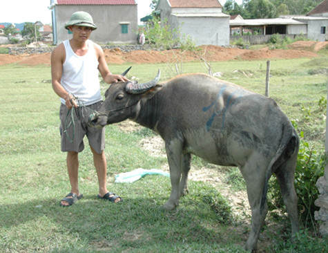 Lương bị cắt, thầy Lĩnh đi buôn trâu để trang trải cuộc sống