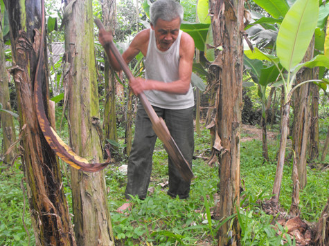 Ở cái tuổi 80 nhưng cụ vẫn phải gồng ghánh những công việc vườn tược Ở cái tuổi 80 nhưng cụ vẫn phải gồng ghánh những công việc vườn tược