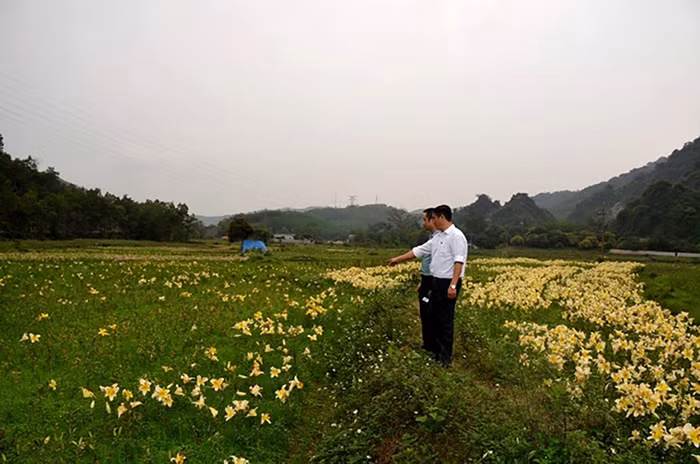 Chủ tịch Ủy ban nhân dân huyện Hoành Bồ (Quảng Ninh) cùng nhiều cán bộ bị kỷ luật vì để người dân trồng hoa ly để trục lợi, gây thất thoát ngân sách hơn 25 tỷ đồng. (Ảnh: CTV)