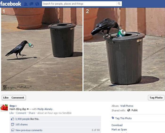 Hành động đẹp của... một con quạ. Hành động đẹp của... một con quạ.