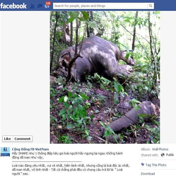 Gần đây báo chí đưa tin về cặp voi gồm 1 đực và 1 cái bị giết trong Vườn Quốc gia Yok Đôn để lấy Ngà. Voi đực có chiều dài 3,7m, cao 2,5m; đầu đã bị đục tung để lấy ngà và hộp sọ, vòi bị cắt đứt rời. Voi cái dài 3,2m, cao 2,42m thân thể vẫn còn nguyên vẹn. Theo kết quả khám nghiệm hiện trường, cặp voi bị chết do tác động của ngoại lực bên ngoài, không phải chết tự nhiên. Gần đây báo chí đưa tin về cặp voi gồm 1 đực và 1 cái bị giết trong Vườn Quốc gia Yok Đôn để lấy Ngà. Voi đực có chiều dài 3,7m, cao 2,5m; đầu đã bị đục tung để lấy ngà và hộp sọ, vòi bị cắt đứt rời. Voi cái dài 3,2m, cao 2,42m thân thể vẫn còn nguyên vẹn. Theo kết quả khám nghiệm hiện trường, cặp voi bị chết do tác động của ngoại lực bên ngoài, không phải chết tự nhiên.