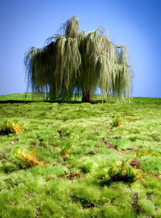 Một góc khác về cây dương liễu.