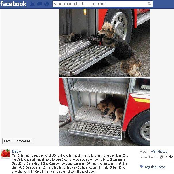 Tại Chile, một chiếc xe hơi bị bốc cháy, khiến ngôi nhà ngập chìm trong biển lửa. Chó mẹ đã không ngần ngại lao vào cứu 5 con chó con vừa tròn 10 ngày tuổi của mình. Sau đó, chó mẹ đặt những đứa con bé bỏng của mình đến một nơi an toàn nhất. Khi tha hết 5 đứa con ra, nó leo lên chiếc xe cứu hỏa, cuộn mình lại, rồi liếm lông cho chúng nhằm để trấn an và xoa dịu nỗi sợ hãi cho các con. Hình ảnh này đã thu hút 5,554 người Like. Tại Chile, một chiếc xe hơi bị bốc cháy, khiến ngôi nhà ngập chìm trong biển lửa. Chó mẹ đã không ngần ngại lao vào cứu 5 con chó con vừa tròn 10 ngày tuổi của mình. Sau đó, chó mẹ đặt những đứa con bé bỏng của mình đến một nơi an toàn nhất. Khi tha hết 5 đứa con ra, nó leo lên chiếc xe cứu hỏa, cuộn mình lại, rồi liếm lông cho chúng nhằm để trấn an và xoa dịu nỗi sợ hãi cho các con. Hình ảnh này đã thu hút 5,554 người Like.