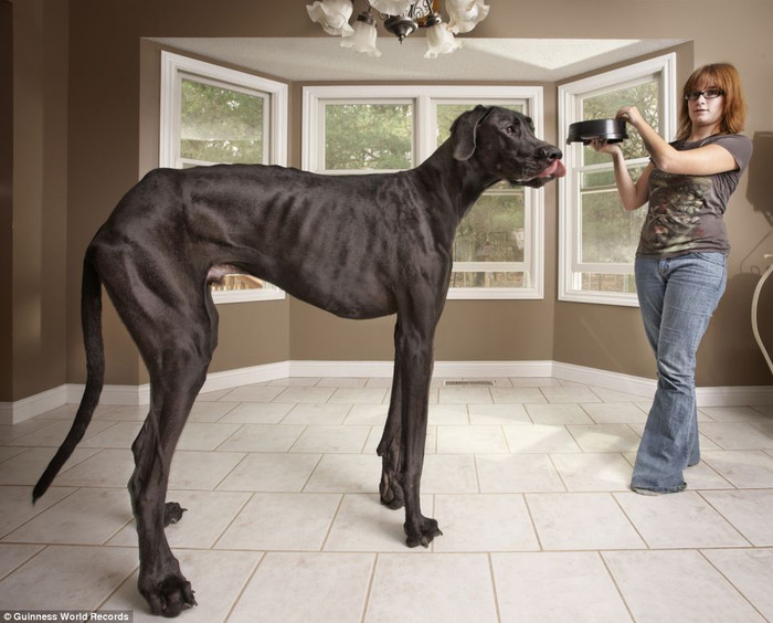 Chú chó cao nhất. Chú chó 3 tuổi Great Dane Zeus bên cạnh cô chủ Denise Doorlag ở bang Michigan. Chiều cao tính từ chân sau của chú chó này là 2,3m.