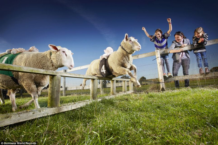 Cừu chạy nhanh nhất thế giới. Chú cừu Zippy Lambourghini ở một nông trại thuộc vùng High Wycombe, Buckinghamshire sẽ không chịu dừng lại để thở chỉ khi nó vượt qua được 165 trên tổng số 179 chướng ngại vật.