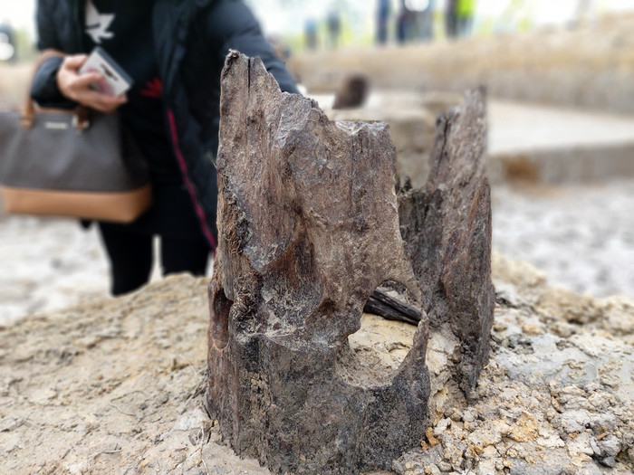 Các cọc gỗ cổ được khai quật có đường kính từ 26 đến 46 cm (Ảnh: Lã Tiến) Các cọc gỗ cổ được khai quật có đường kính từ 26 đến 46 cm (Ảnh: Lã Tiến)