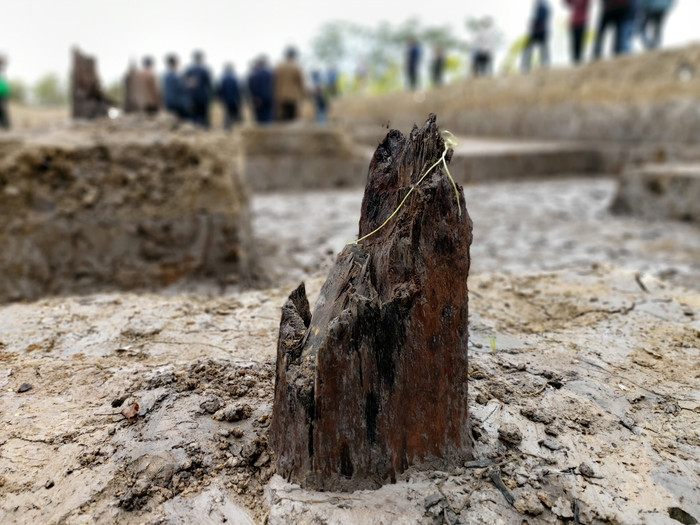 Các cọc gỗ cổ nằm sâu dưới lòng đất (Ảnh: Lã Tiến) Các cọc gỗ cổ nằm sâu dưới lòng đất (Ảnh: Lã Tiến)