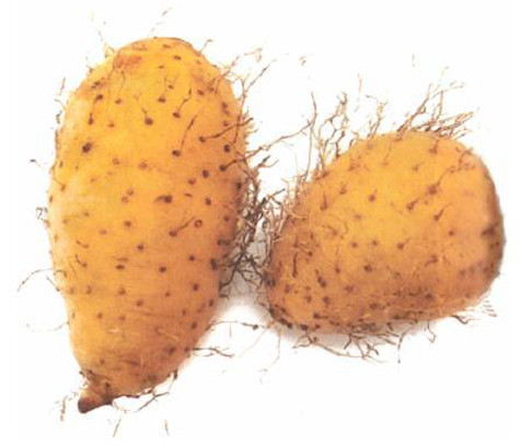 Củ từ: Củ từ có tác dụng hỗ trợ chữa ung thư tử cung và dương vật. Xem thêm: Những món ăn dân dã/ Những món ăn từ côn trùng/ Những món cháo ngon Củ từ: Củ từ có tác dụng hỗ trợ chữa ung thư tử cung và dương vật. Xem thêm: Những món ăn dân dã/ Những món ăn từ côn trùng/ Những món cháo ngon