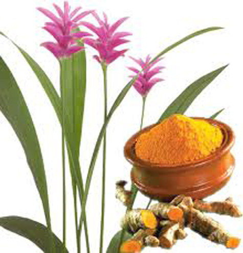 Nghệ : Các nghiên cứu ở Mỹ cho thấy, bột nghệ chứa hoạt chất curcumin giúp ngăn ngừa các tế bào ung thư vú phát tán. Curcumin và phenethylisothiocyanate một chất tự nhiên có trong nghệ và rau họ cải, làm chậm sự phát triển của các tế bào ung thư tuyến tiền liệt. Xem thêm: Những món ăn dân dã/ Những món ăn từ côn trùng/ Những món cháo ngon Nghệ : Các nghiên cứu ở Mỹ cho thấy, bột nghệ chứa hoạt chất curcumin giúp ngăn ngừa các tế bào ung thư vú phát tán. Curcumin và phenethylisothiocyanate một chất tự nhiên có trong nghệ và rau họ cải, làm chậm sự phát triển của các tế bào ung thư tuyến tiền liệt. Xem thêm: Những món ăn dân dã/ Những món ăn từ côn trùng/ Những món cháo ngon
