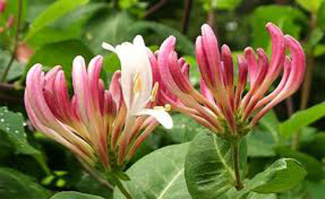 Hoa kim ngân là vị thuốc có tác dụng thanh nhiệt, giải độc... Xem thêm: Các cây thuốc dân gian chữa bệnh hiệu quả. Hoa kim ngân là vị thuốc có tác dụng thanh nhiệt, giải độc... Xem thêm: Các cây thuốc dân gian chữa bệnh hiệu quả.