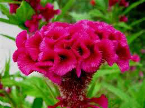 Mào gà: Theo Đông y, hoa mào gà đỏ có vị ngọt, tính mát, có tác dụng thanh nhiệt, chỉ huyết, chỉ lỵ. Dùng chữa trĩ lậu hạ huyết, xích bạch hạ lỵ, thổ huyết. Xem thêm: Các cây thuốc dân gian chữa bệnh hiệu quả. Mào gà: Theo Đông y, hoa mào gà đỏ có vị ngọt, tính mát, có tác dụng thanh nhiệt, chỉ huyết, chỉ lỵ. Dùng chữa trĩ lậu hạ huyết, xích bạch hạ lỵ, thổ huyết. Xem thêm: Các cây thuốc dân gian chữa bệnh hiệu quả.