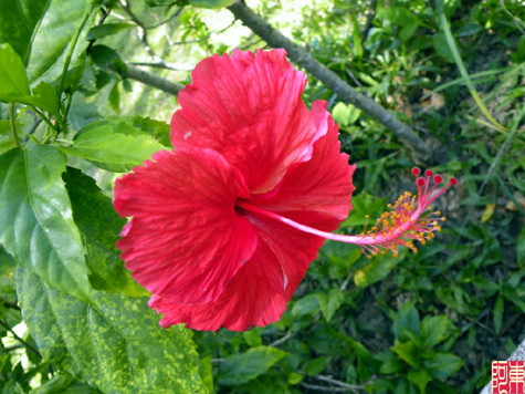 Dâm bụt: Dược liệu này vị ngọt, trơn nhầy, tính bình, không độc, có tác dụng thanh nhiệt, lợi tiểu, giải độc, tiêu sưng.. Xem thêm: Các cây thuốc dân gian chữa bệnh hiệu quả. Dâm bụt: Dược liệu này vị ngọt, trơn nhầy, tính bình, không độc, có tác dụng thanh nhiệt, lợi tiểu, giải độc, tiêu sưng.. Xem thêm: Các cây thuốc dân gian chữa bệnh hiệu quả.